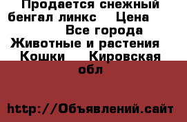 Продается снежный бенгал(линкс) › Цена ­ 25 000 - Все города Животные и растения » Кошки   . Кировская обл.